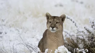 Puma - legenda z pohoří And