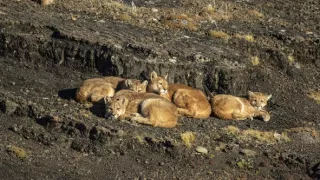 Puma - legenda z pohoří And