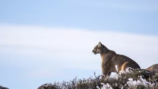 Puma - legenda z pohoří And