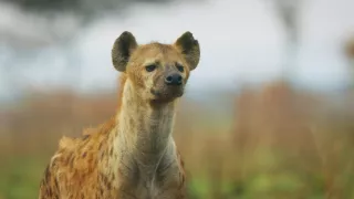 Zázračná planéta: Serengeti II (4/6)