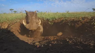 Zázračná planéta: Serengeti II (4/6)