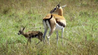 Zázračná planéta: Serengeti II (4/6)