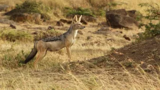 Zázračná planéta: Serengeti II (4/6)