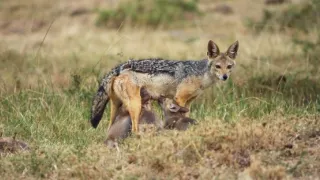 Zázračná planéta: Serengeti II (4/6)