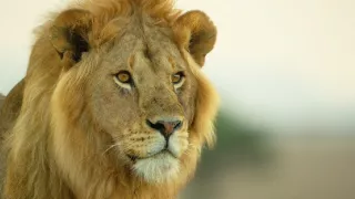 Zázračná planéta: Serengeti II (4/6)