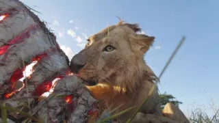 Zázračná planéta: Serengeti II (4/6)