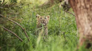 Zázračná planéta: Serengeti II (4/6)