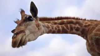 Zázračná planéta: Serengeti II (4/6)