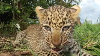 Zázračná planéta: Serengeti II (4/6)