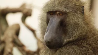 Zázračná planéta: Serengeti II (4/6)