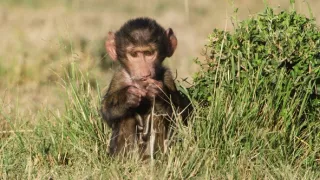 Zázračná planéta: Serengeti II (4/6)