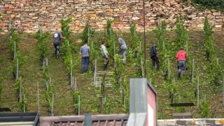 Vínorodé brehy Rýna (2/7)