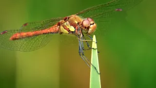 Obrazy přírody skrze různé snímací technologie