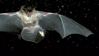 Obrazy přírody skrze různé snímací technologie