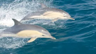 Obrazy přírody skrze různé snímací technologie