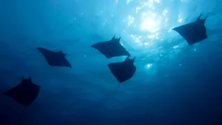 Obrazy přírody skrze různé snímací technologie