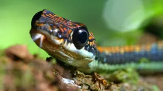 Obrazy přírody skrze různé snímací technologie