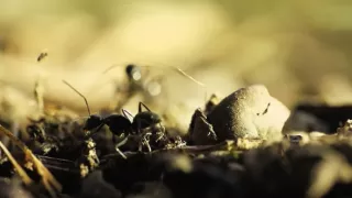 Utajené podzemní světy aneb Tajuplný život mravenců (1/2)