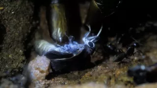 Utajené podzemní světy aneb Tajuplný život mravenců (1/2)