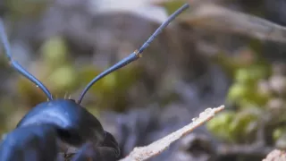 Utajené podzemní světy aneb Tajuplný život mravenců (1/2)
