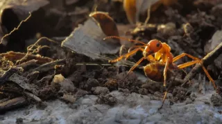 Utajené podzemní světy aneb Tajuplný život mravenců (1/2)