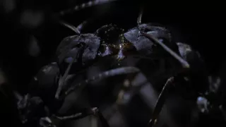 Utajené podzemní světy aneb Tajuplný život mravenců (1/2)