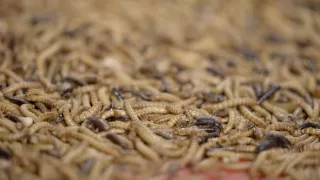 Rok 2050 – dá sa to aj bez mäsa?