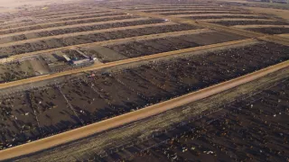 Rok 2050 – dá sa to aj bez mäsa?