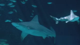 Když žraloci útočí V (8)