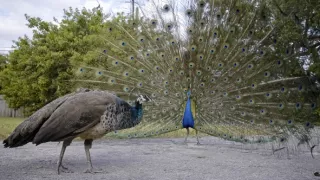 Skrytá příroda Miami