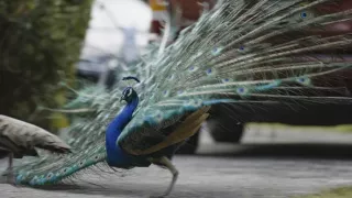 Skrytá příroda Miami