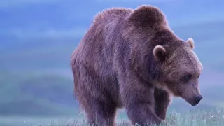 Záhada Yellowstonského parku