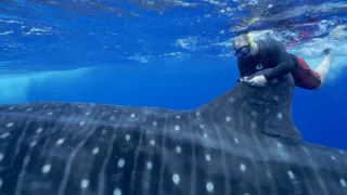 Ostrov Svätá Helena, bašta biodiverzity