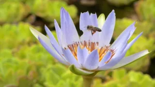 Ostrov Svätá Helena, bašta biodiverzity