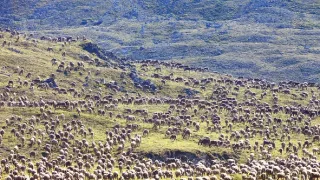 Veľké putovania zvierat