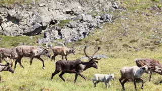 Veľké putovania zvierat