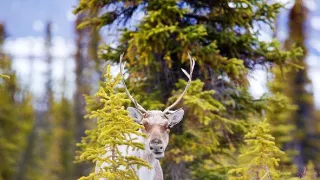 Veľké putovania zvierat