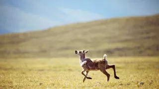 Veľké putovania zvierat
