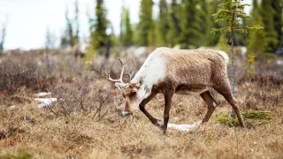 Veľké putovania zvierat