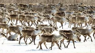 Veľké putovania zvierat