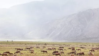 Veľké putovania zvierat