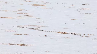 Veľké putovania zvierat