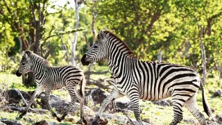 Veľké putovania zvierat