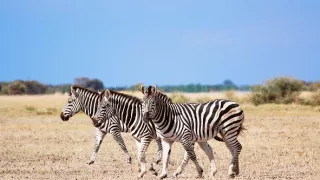 Veľké putovania zvierat