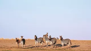 Veľké putovania zvierat