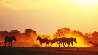 Veľké putovania zvierat