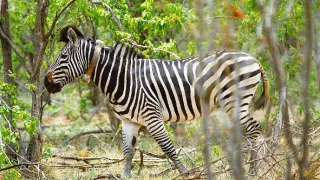 Veľké putovania zvierat