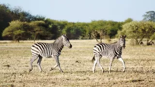 Veľké putovania zvierat