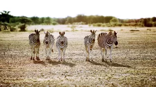 Veľké putovania zvierat