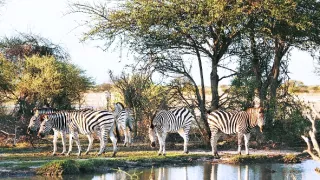 Veľké putovania zvierat